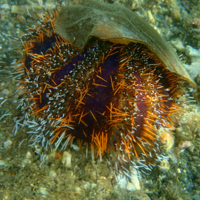 Collector Urchin .jpg