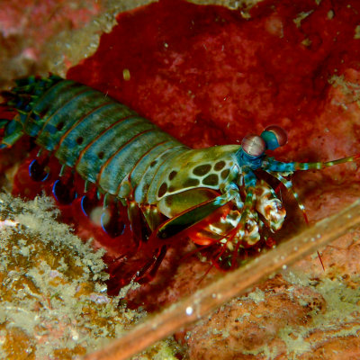 Peacock Mantis Shrimp.jpg