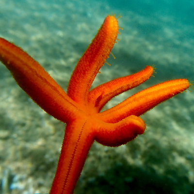 Sea Star with Sea Star Shrimp .jpg