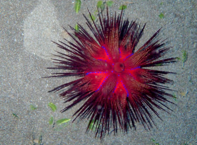 Rainbow Fire Urchin .jpg