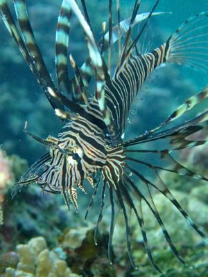 Cleartail Lionfish .jpg