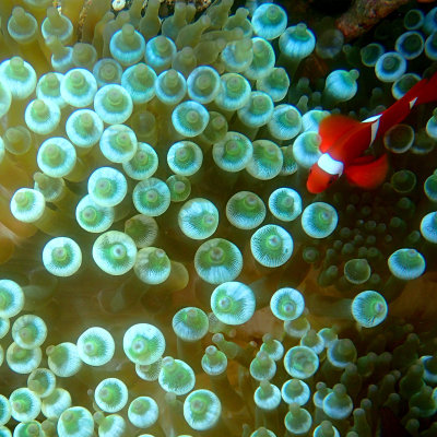 Spine cheek Anemonefish.jpg