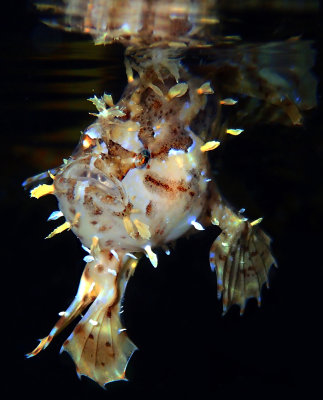 Sargassum Frogfish .jpg