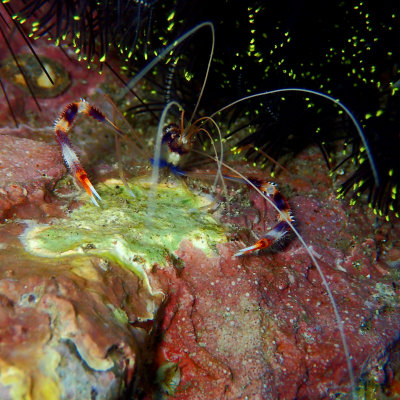 Banded Coral Shrimp .jpg