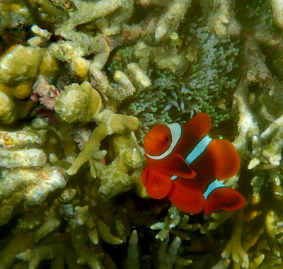 Spinecheek Anemonefish.jpg