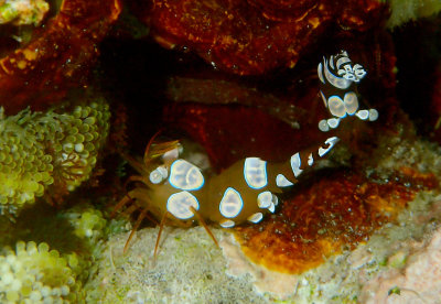 Anemone Shrimp .jpg