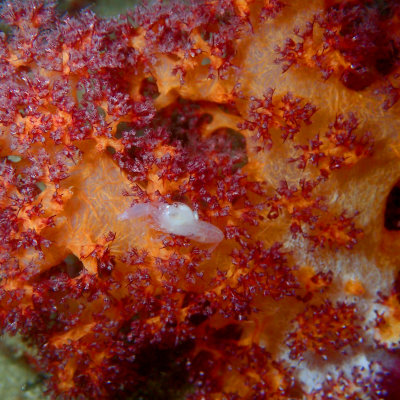 Shrimp on Soft Broccoli Coral .jpg