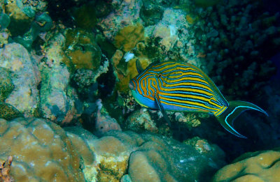 Blue-striped Surgeonfish .jpg