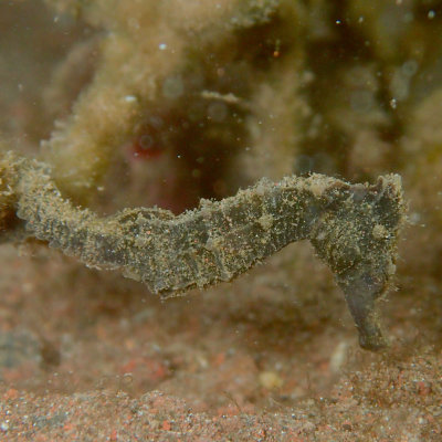 Estuary Seahorse .jpg