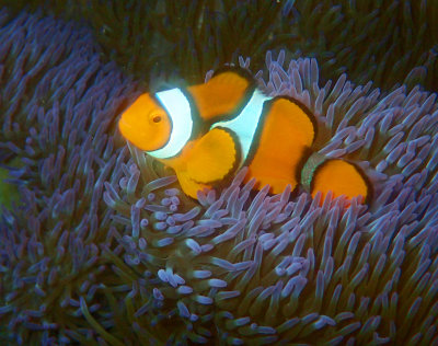 Clown Anemone Fish.jpg