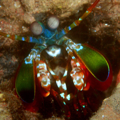 Peacock Mantis Shrimp .jpg