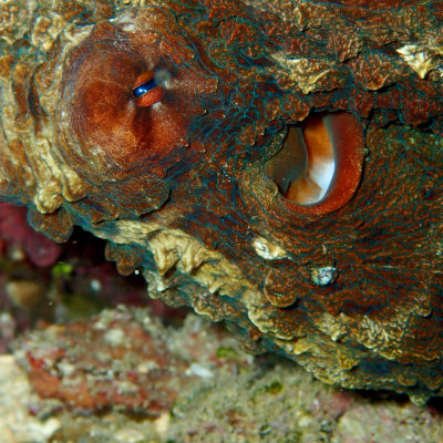 Reef Octopus .jpg