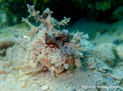 Devil Scorpionfish .jpg