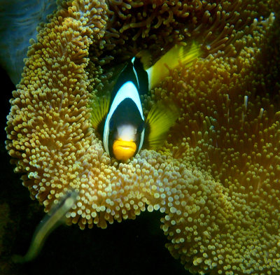 Clark`s Anemonefish.jpg