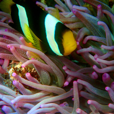 Clark`s Anemonefish .jpg