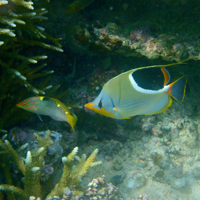 Saddle Butterflyfish .jpg