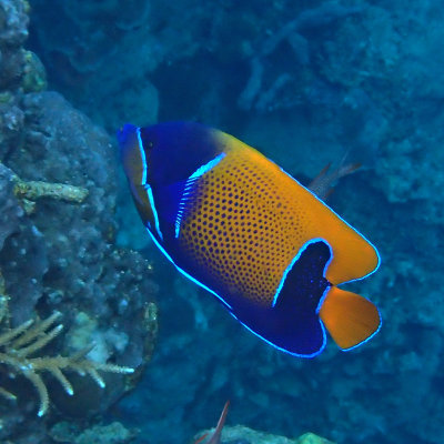 Blue -girdled Angelfish .jpg