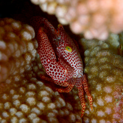Red Spotted Guard Crab .jpg
