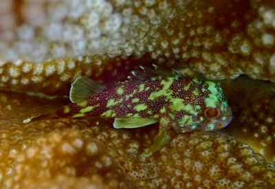 Yellow Spotted Scorpionfish .jpg