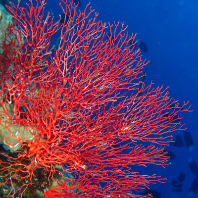 Red Gorgonian Sea Fan .jpg