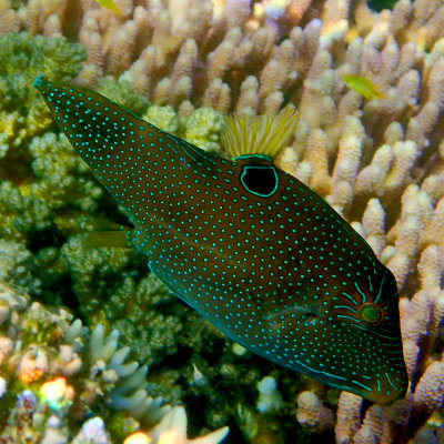 Papuan Goby .jpg