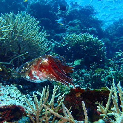 Reef Cuttlefish .jpg