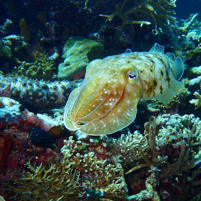 Reef Cuttlefish .jpg