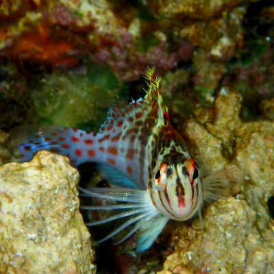 Dwarf Hawkfish  .jpg