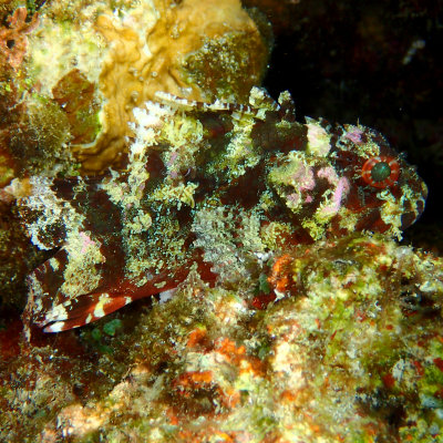 Painted Scorpionfish .jpg