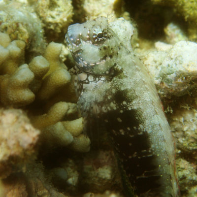 Jeweled Blenny .jpg