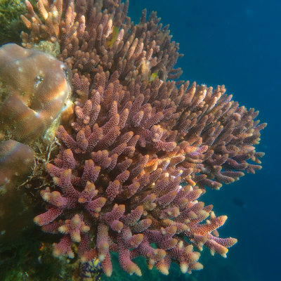 Bushy Acropora Coral .jpg