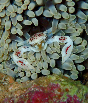 Porcellan Crab.jpg