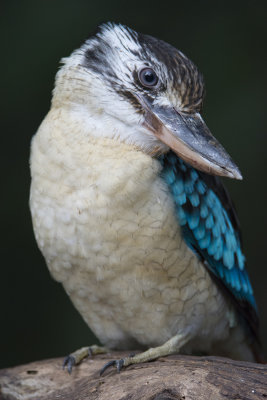 Blue-winged Kookaburra .jpg