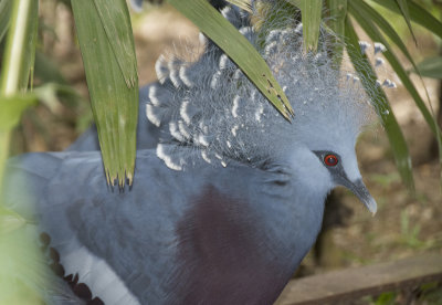 Victoria Crowned Pigeon .jpg