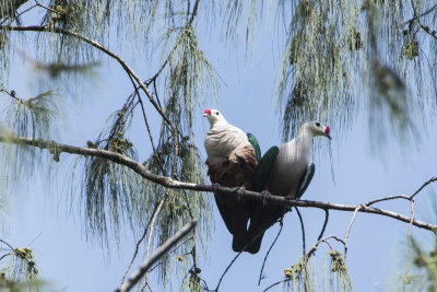 Red Knobbed Imperial Pigeon .jpg