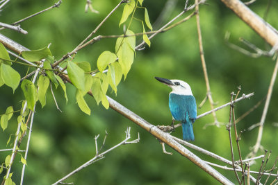 Beach Kingfisher .jpg