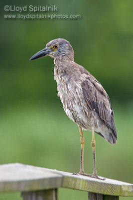 Yellow-crowned Night-Heron