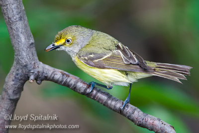 White-eyed Vireo