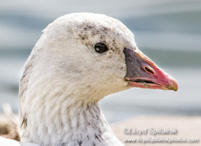 Ross's Goose
