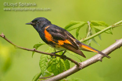 American Redstart (male)