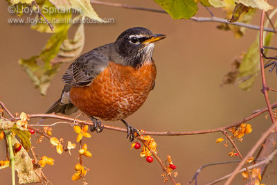 American Robin