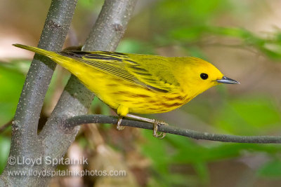 Yellow Warbler
