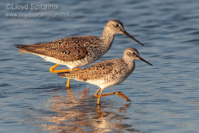 Lesser Yellowlegs & Greater Yellowlegs