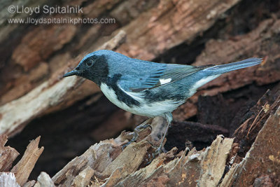 Black-throated Blue Warbler (male)