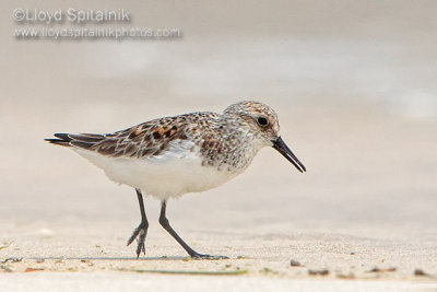 Sanderling