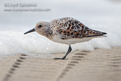 Sanderling