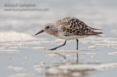Sanderling