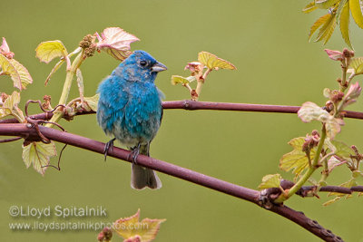 Indigo Bunting