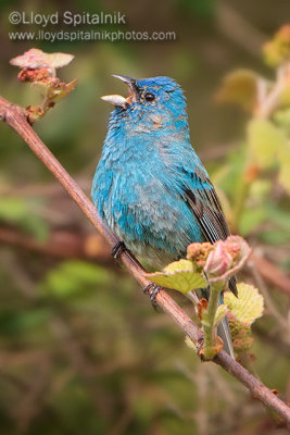 Indigo Bunting