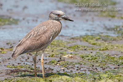 Yellow-crowned Night-Heron (immature)